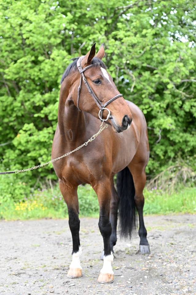 Yegua Zangersheide En venta 2018 Bayo por RICHEBOURG