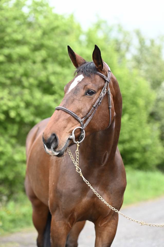 Yegua Zangersheide En venta 2018 Bayo por RICHEBOURG