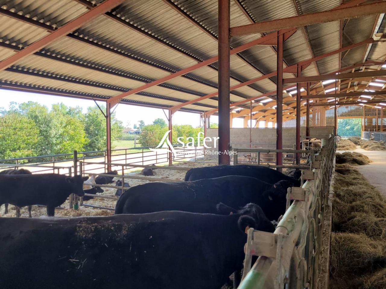 Explotaci&oacute;n ovina En venta Ain