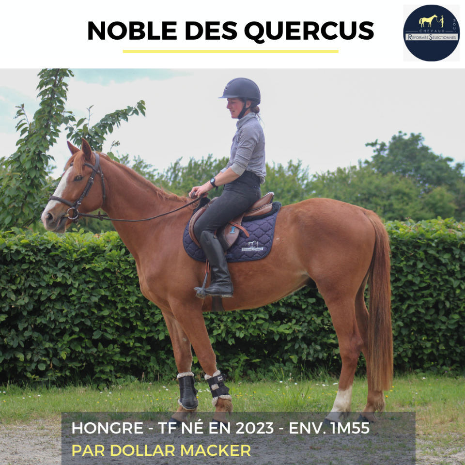 Caballo castrado Trot&oacute;n Franc&eacute;s En venta 2023 Alaz&aacute;n
