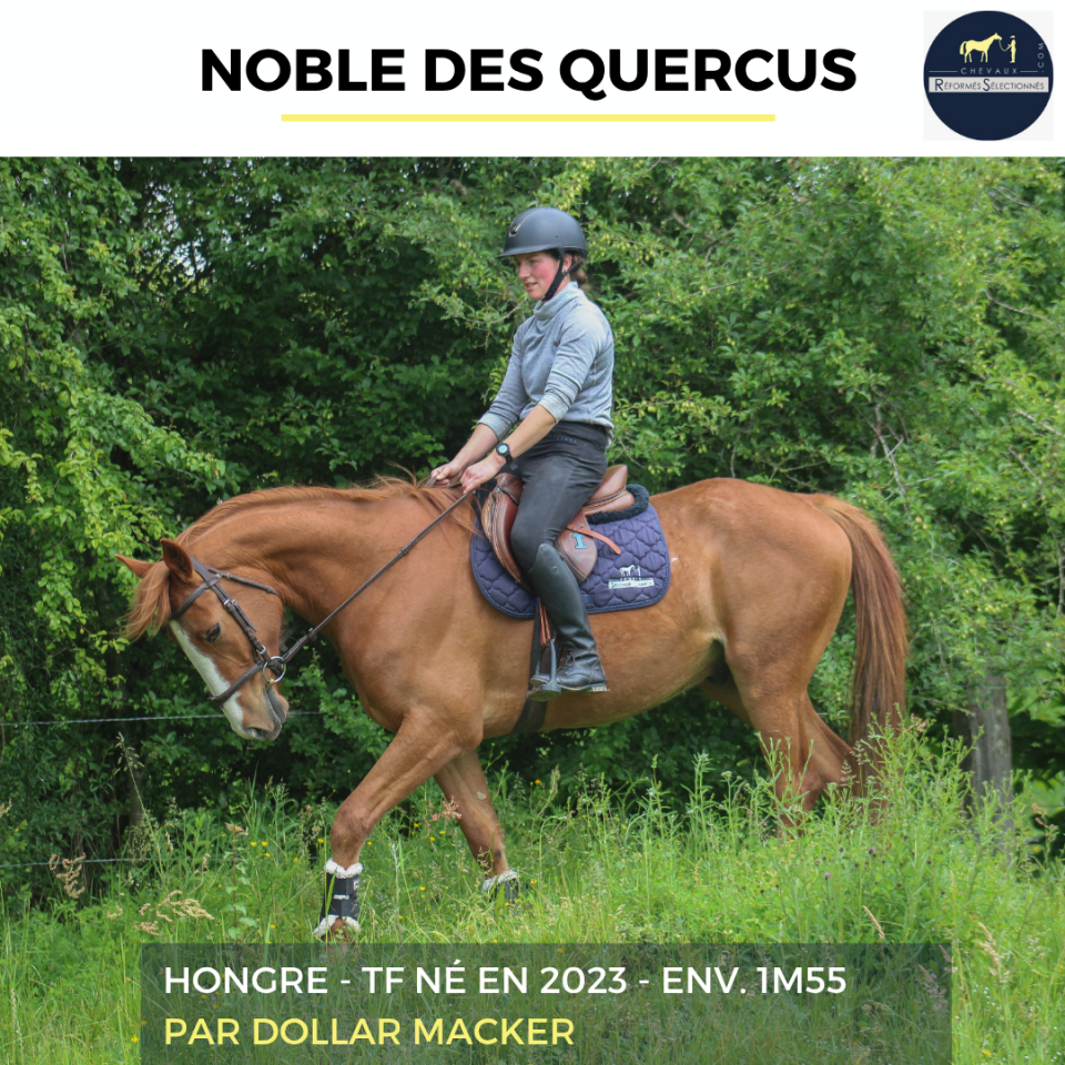 Caballo castrado Trot&oacute;n Franc&eacute;s En venta 2023 Alaz&aacute;n