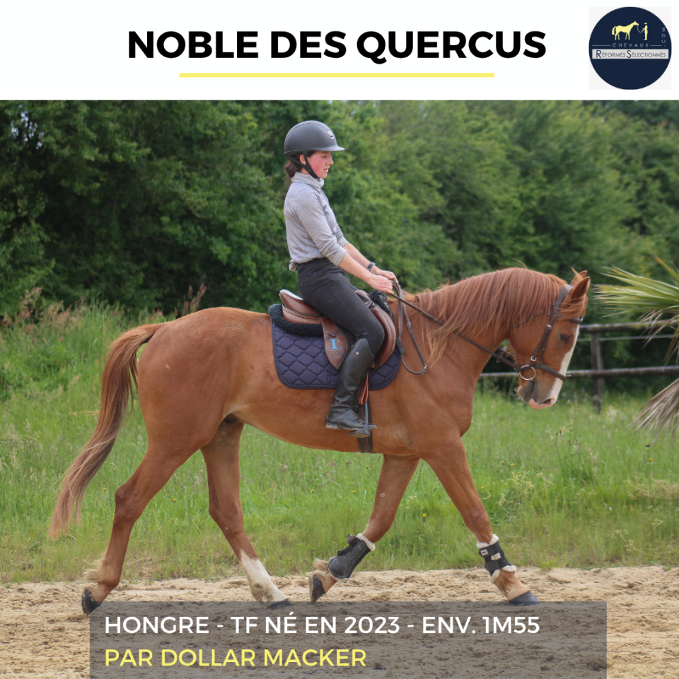 Caballo castrado Trot&oacute;n Franc&eacute;s En venta 2023 Alaz&aacute;n