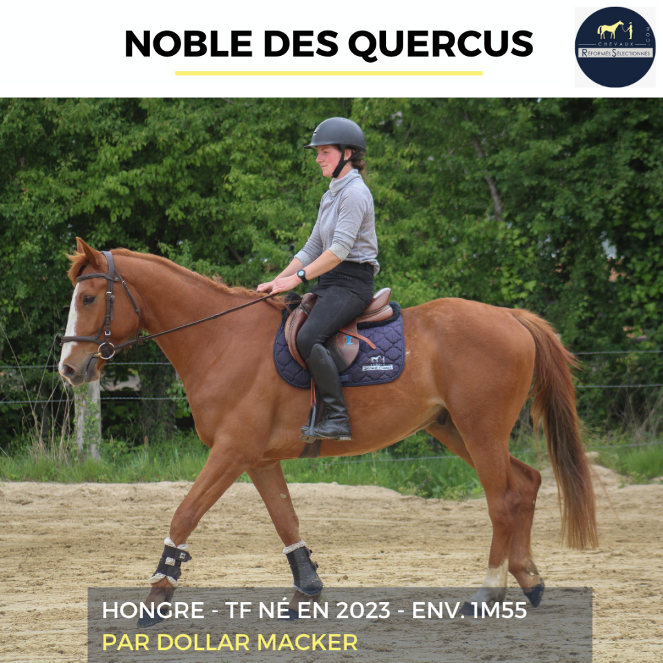 Caballo castrado Trot&oacute;n Franc&eacute;s En venta 2023 Alaz&aacute;n