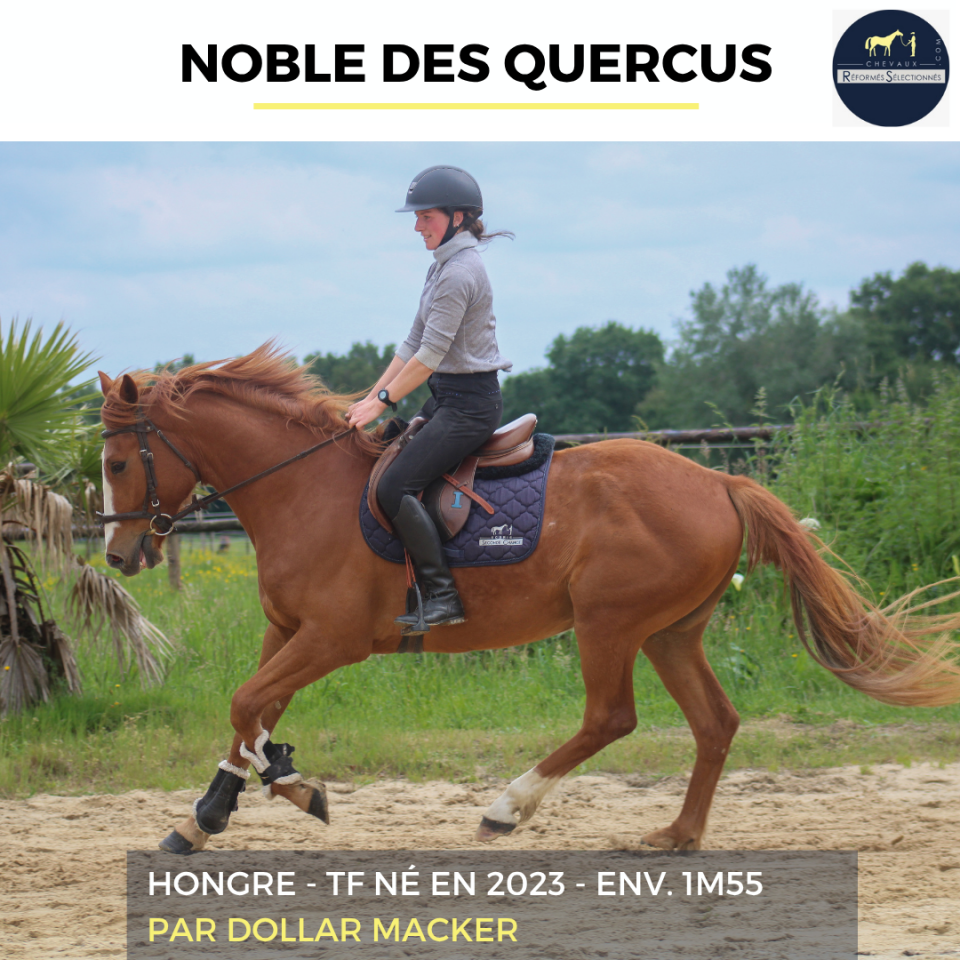 Caballo castrado Trot&oacute;n Franc&eacute;s En venta 2023 Alaz&aacute;n