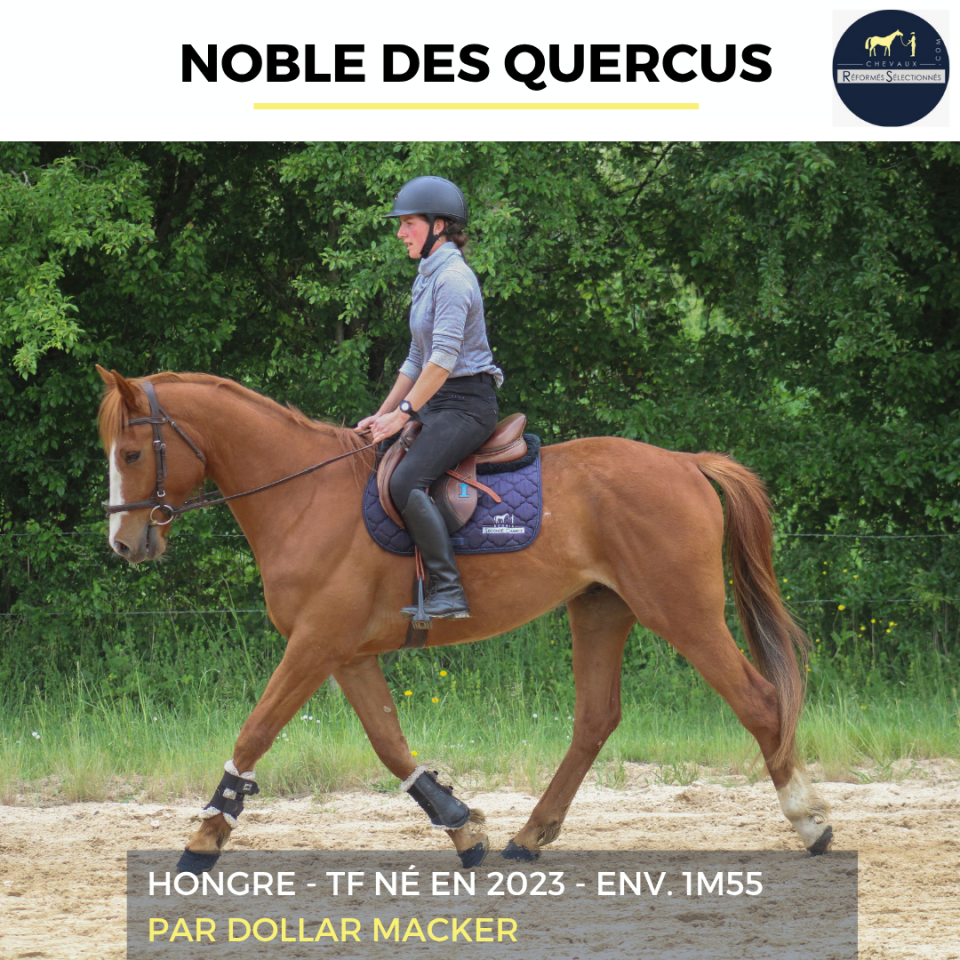 Caballo castrado Trot&oacute;n Franc&eacute;s En venta 2023 Alaz&aacute;n