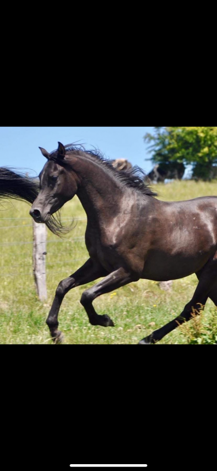 Yegua Pura Sangre Arabe En venta 2016 Negro
