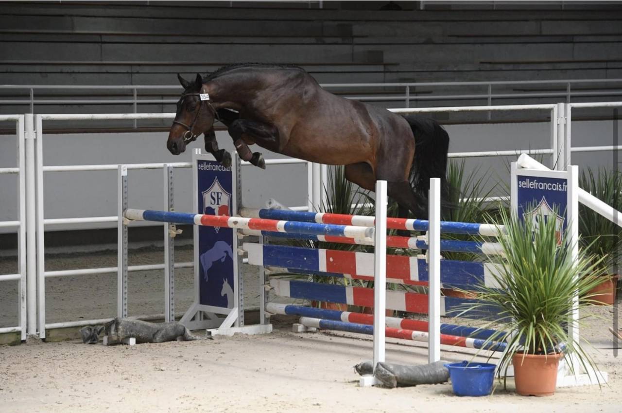 Caballo castrado Silla Franc&eacute;s En venta 2015 Bayo por Ulmar mail