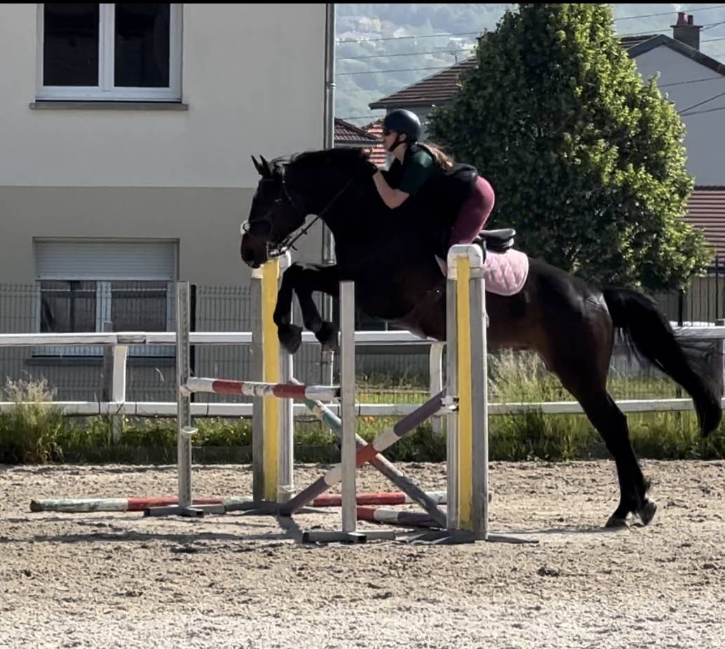 Caballo castrado Silla Franc&eacute;s En venta 2015 Bayo por Ulmar mail