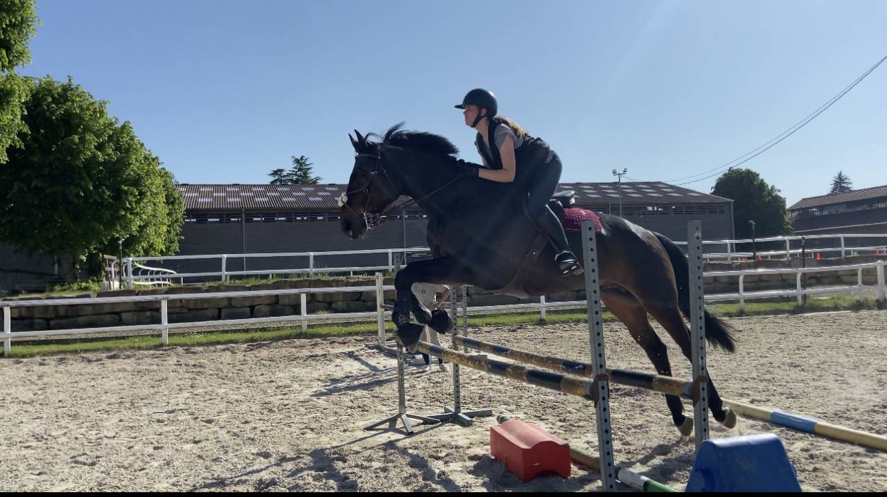 Caballo castrado Silla Franc&eacute;s En venta 2015 Bayo por Ulmar mail