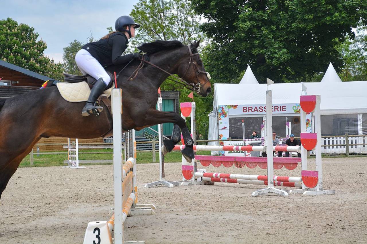 Caballo castrado Silla Franc&eacute;s En venta 2015 Bayo por Ulmar mail