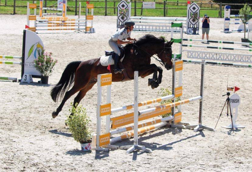 Caballo castrado Silla Franc&eacute;s En venta 2015 Bayo por Ulmar mail