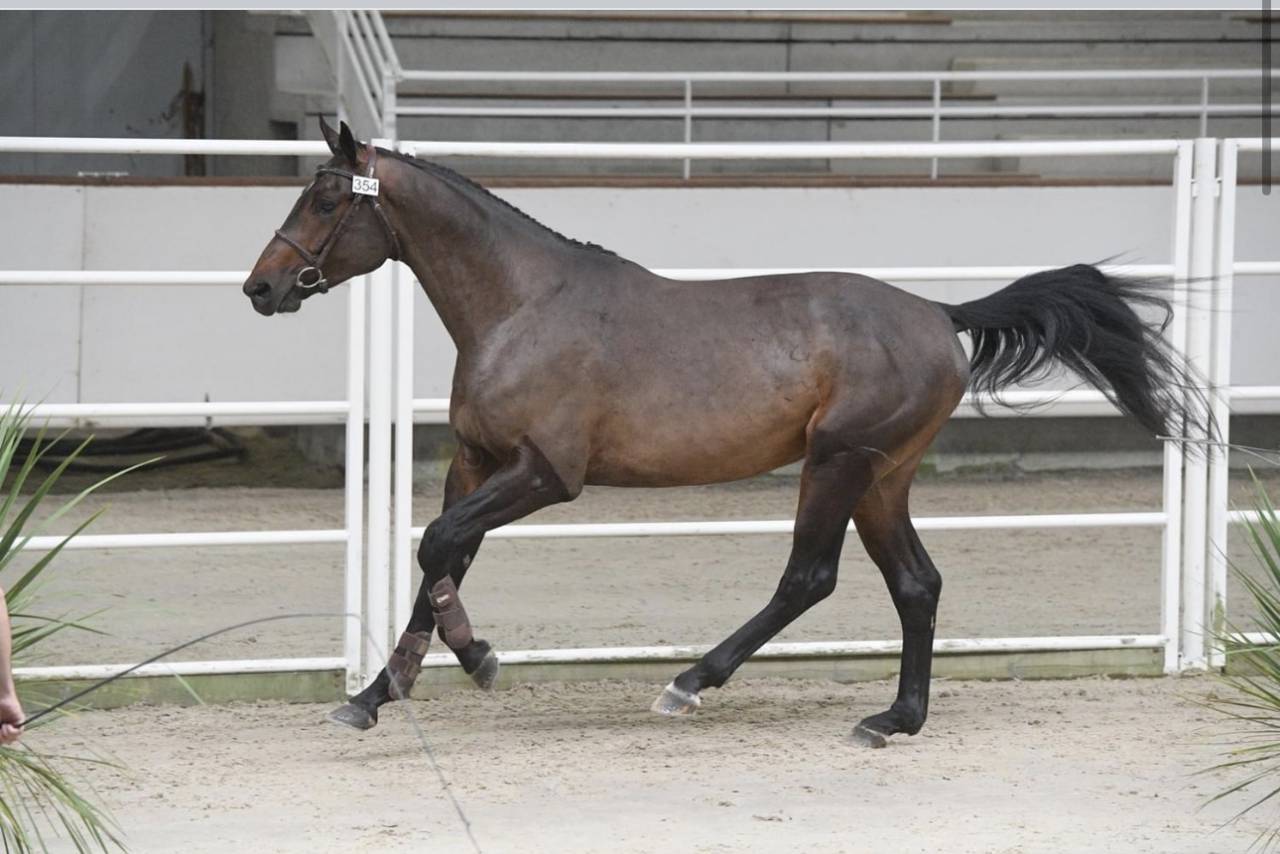 Caballo castrado Silla Franc&eacute;s En venta 2015 Bayo por Ulmar mail