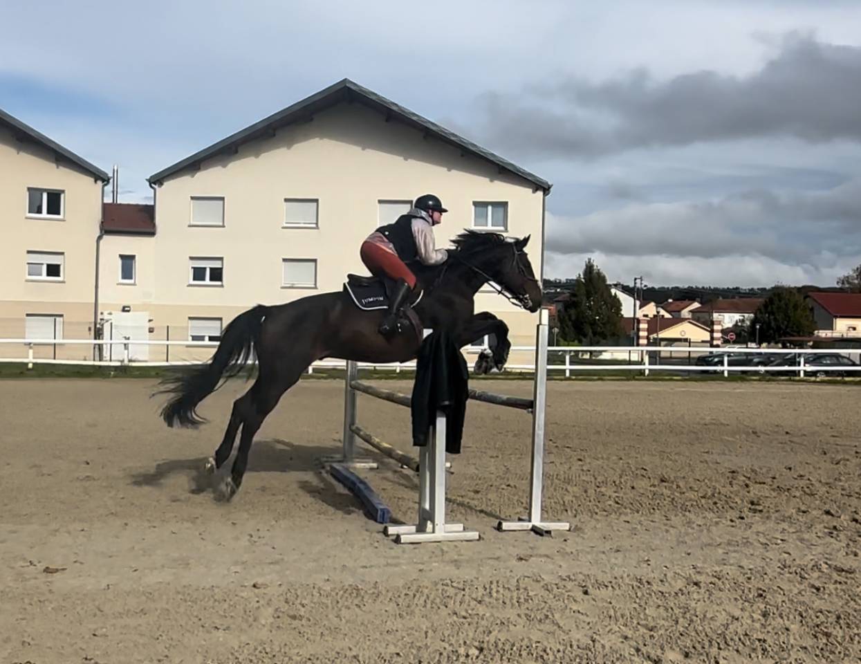 Caballo castrado Silla Franc&eacute;s En venta 2015 Bayo por Ulmar mail