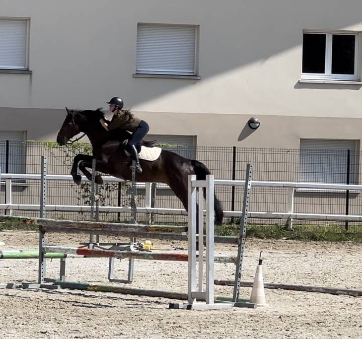 Caballo castrado Silla Franc&eacute;s En venta 2015 Bayo por Ulmar mail