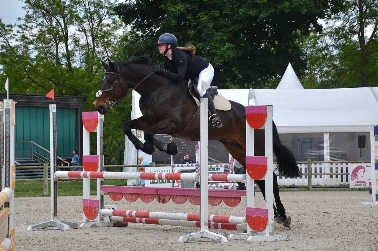 Caballo castrado Silla Franc&eacute;s En venta 2015 Bayo por Ulmar mail