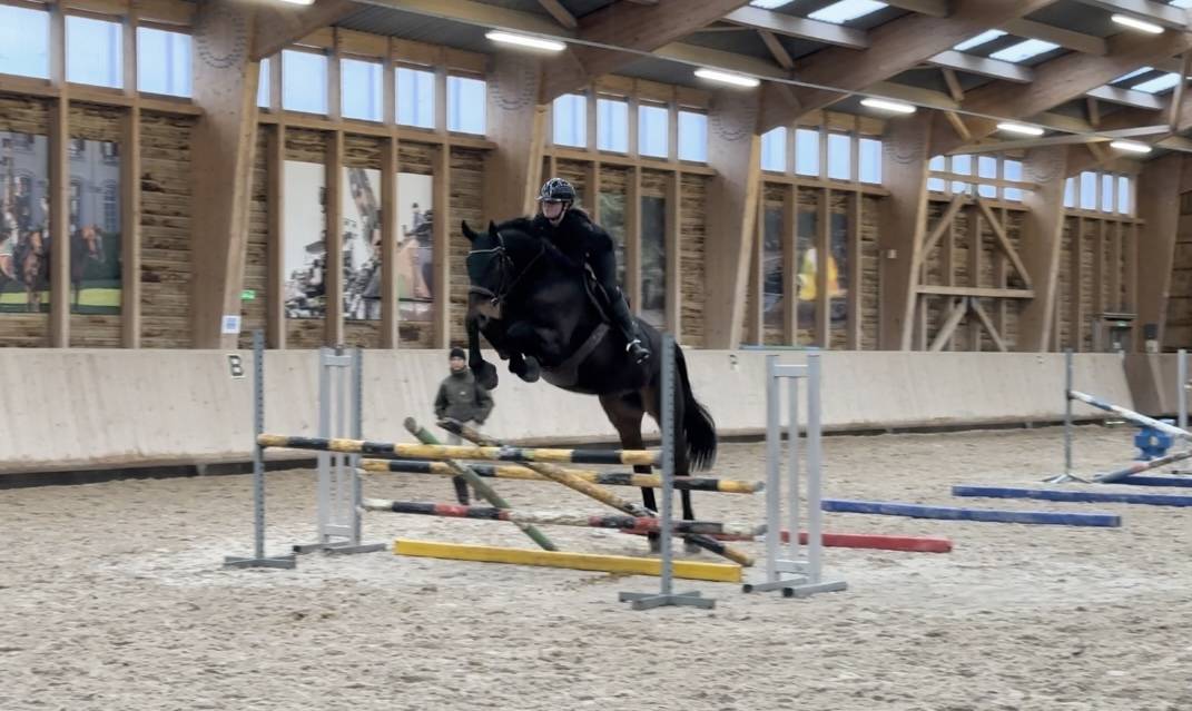 Caballo castrado Silla Franc&eacute;s En venta 2015 Bayo por Ulmar mail