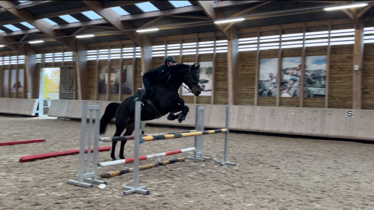 Caballo castrado Silla Franc&eacute;s En venta 2015 Bayo por Ulmar mail