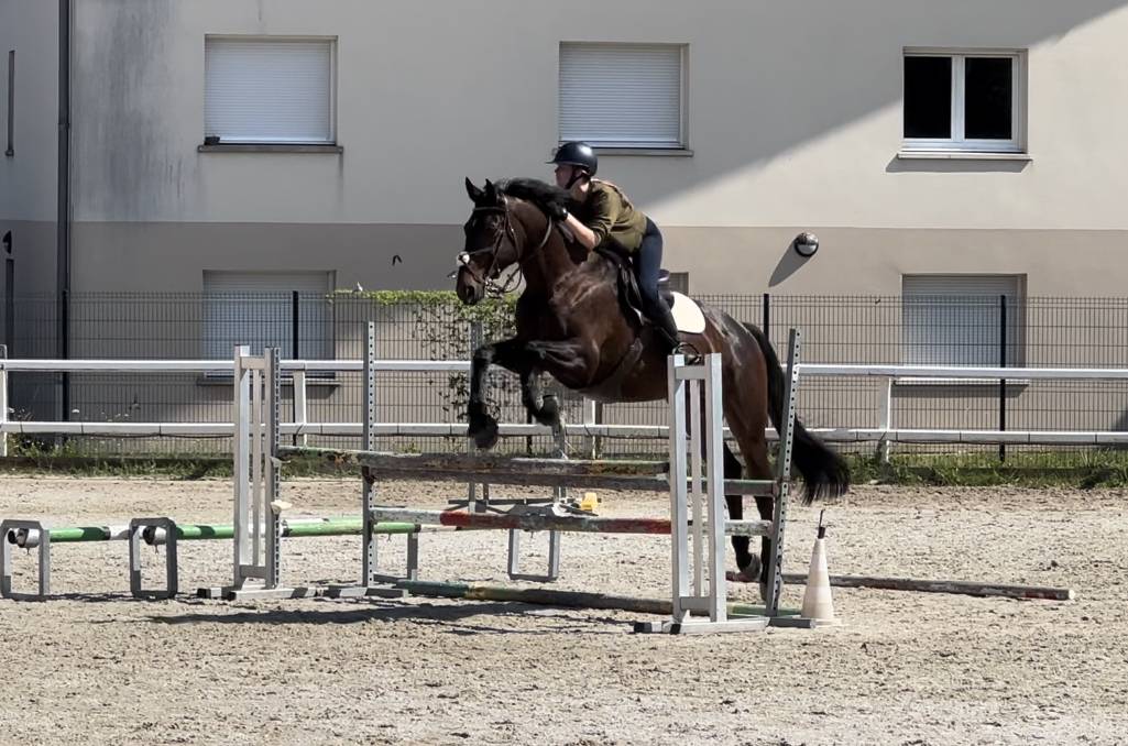Caballo castrado Silla Franc&eacute;s En venta 2015 Bayo por Ulmar mail