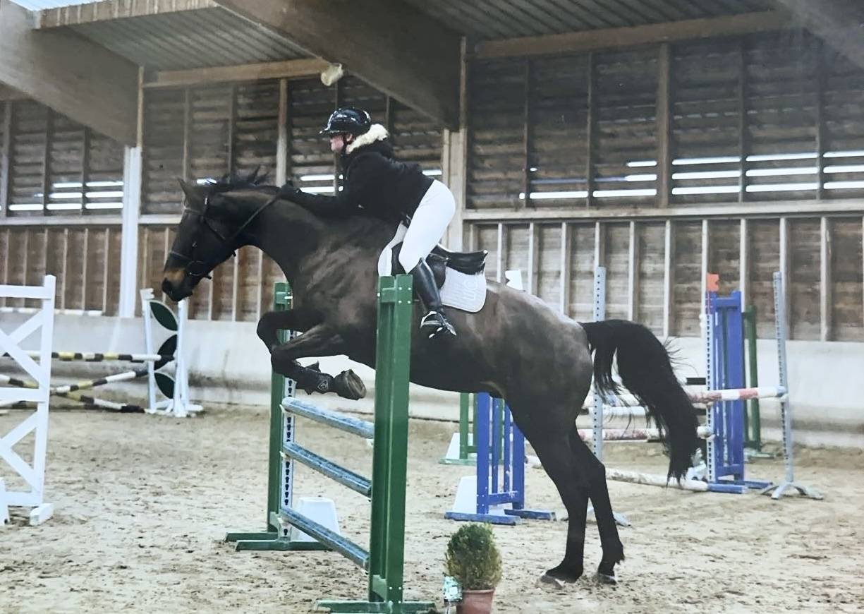 Caballo castrado Silla Franc&eacute;s En venta 2015 Bayo por Ulmar mail