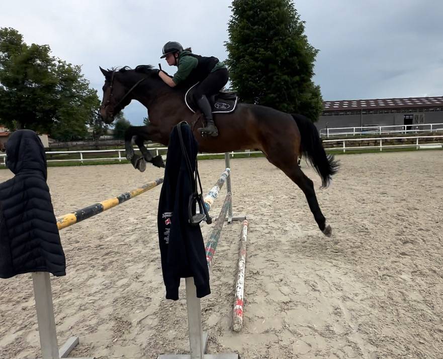 Caballo castrado Silla Franc&eacute;s En venta 2015 Bayo por Ulmar mail