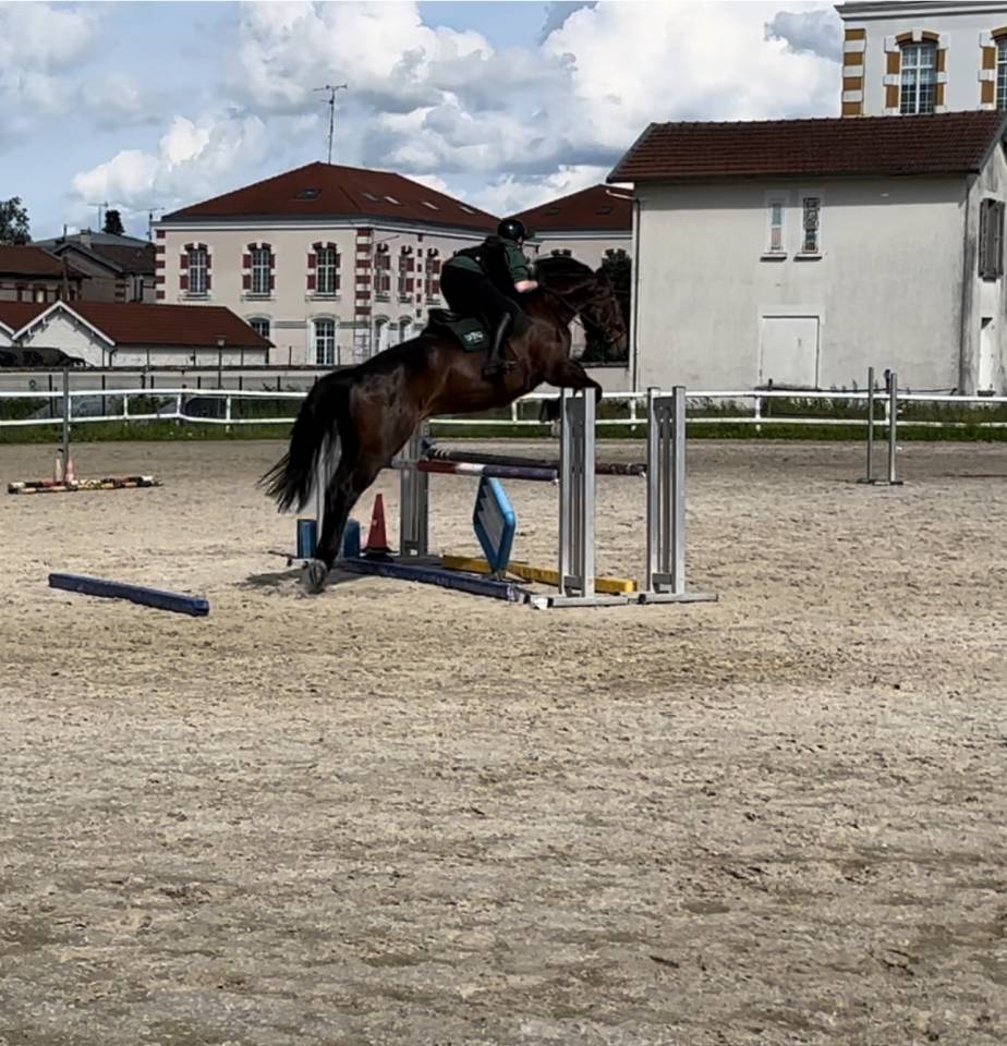 Caballo castrado Silla Franc&eacute;s En venta 2015 Bayo por Ulmar mail