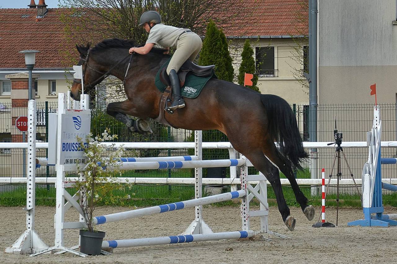 Caballo castrado Silla Franc&eacute;s En venta 2015 Bayo por Ulmar mail