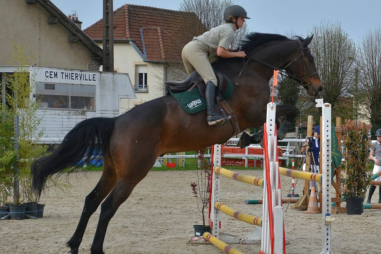 Caballo castrado Silla Franc&eacute;s En venta 2015 Bayo por Ulmar mail