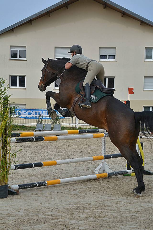 Caballo castrado Silla Franc&eacute;s En venta 2015 Bayo por Ulmar mail