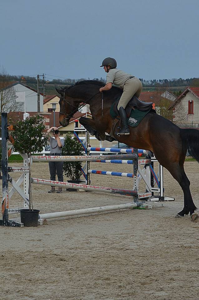 Caballo castrado Silla Franc&eacute;s En venta 2015 Bayo por Ulmar mail