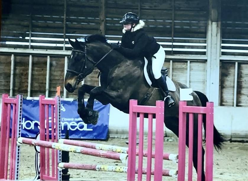 Caballo castrado Silla Franc&eacute;s En venta 2015 Bayo por Ulmar mail