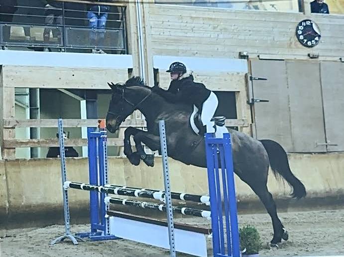 Caballo castrado Silla Franc&eacute;s En venta 2015 Bayo por Ulmar mail