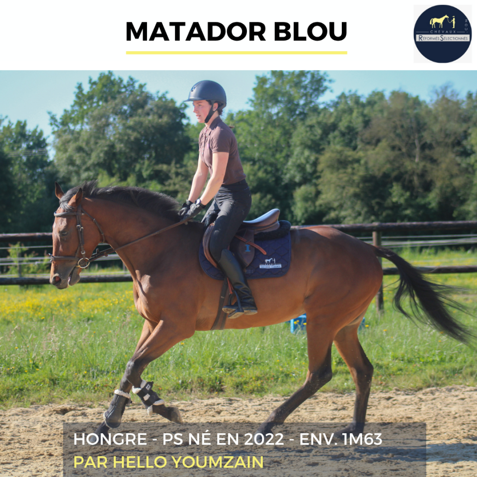 Caballo castrado Pura Sangre En venta 2022 Bayo