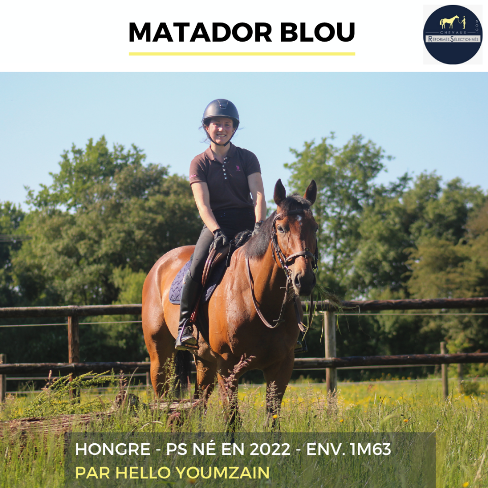 Caballo castrado Pura Sangre En venta 2022 Bayo