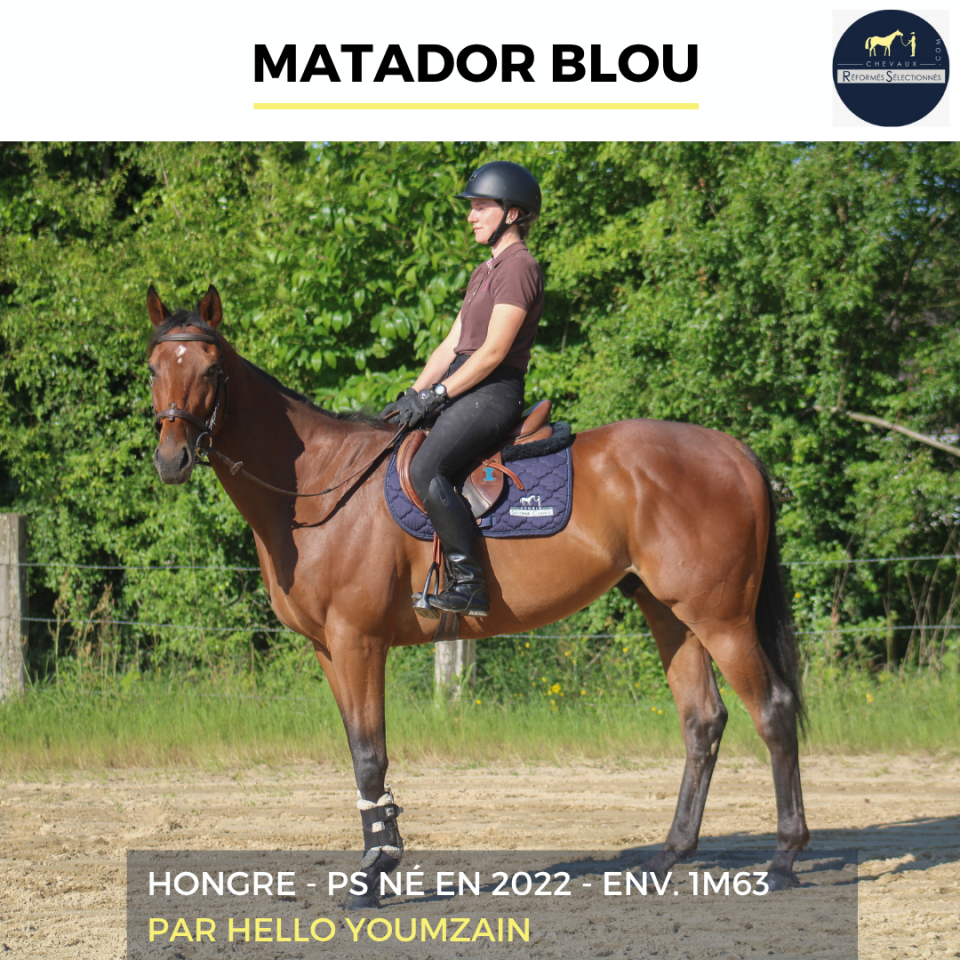 Caballo castrado Pura Sangre En venta 2022 Bayo