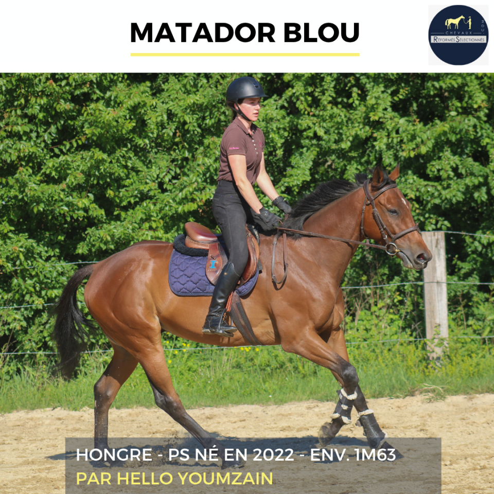 Caballo castrado Pura Sangre En venta 2022 Bayo