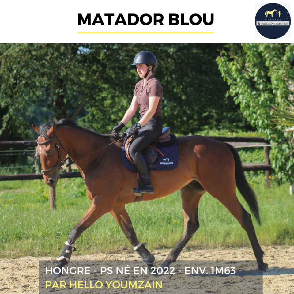 Caballo castrado Pura Sangre En venta 2022 Bayo