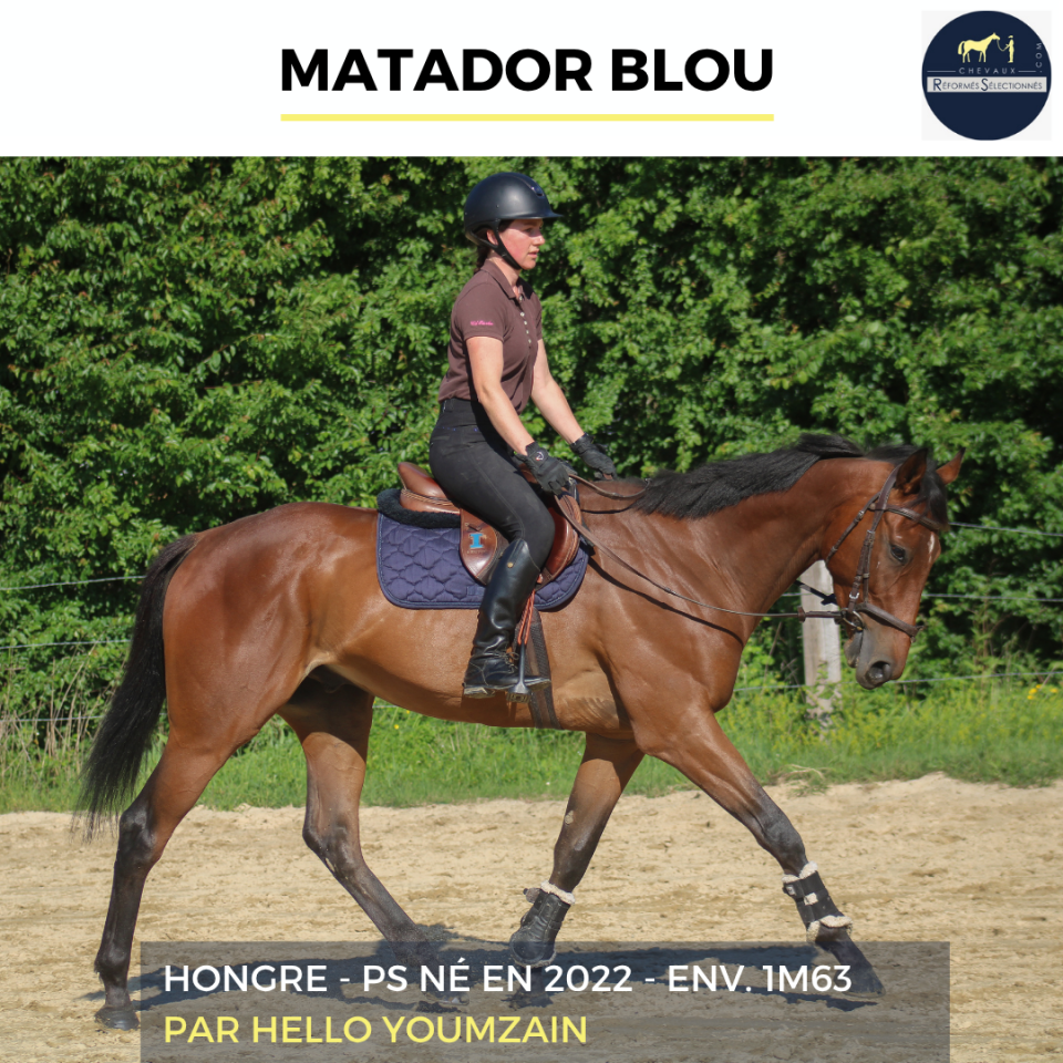 Caballo castrado Pura Sangre En venta 2022 Bayo