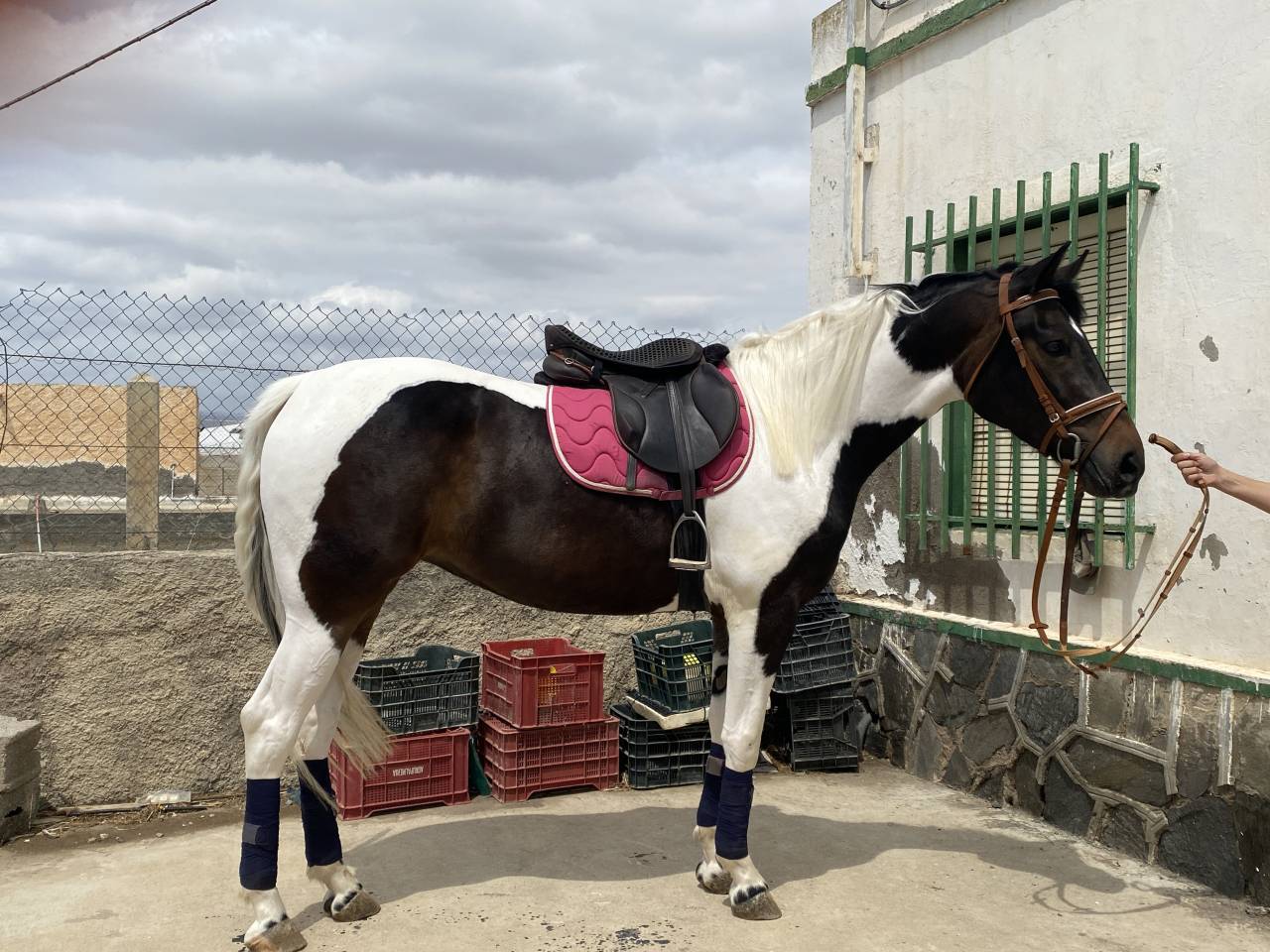 POTRA CDE PIA (CHEROKI &ndash; SANCISCO/SANDRO HI