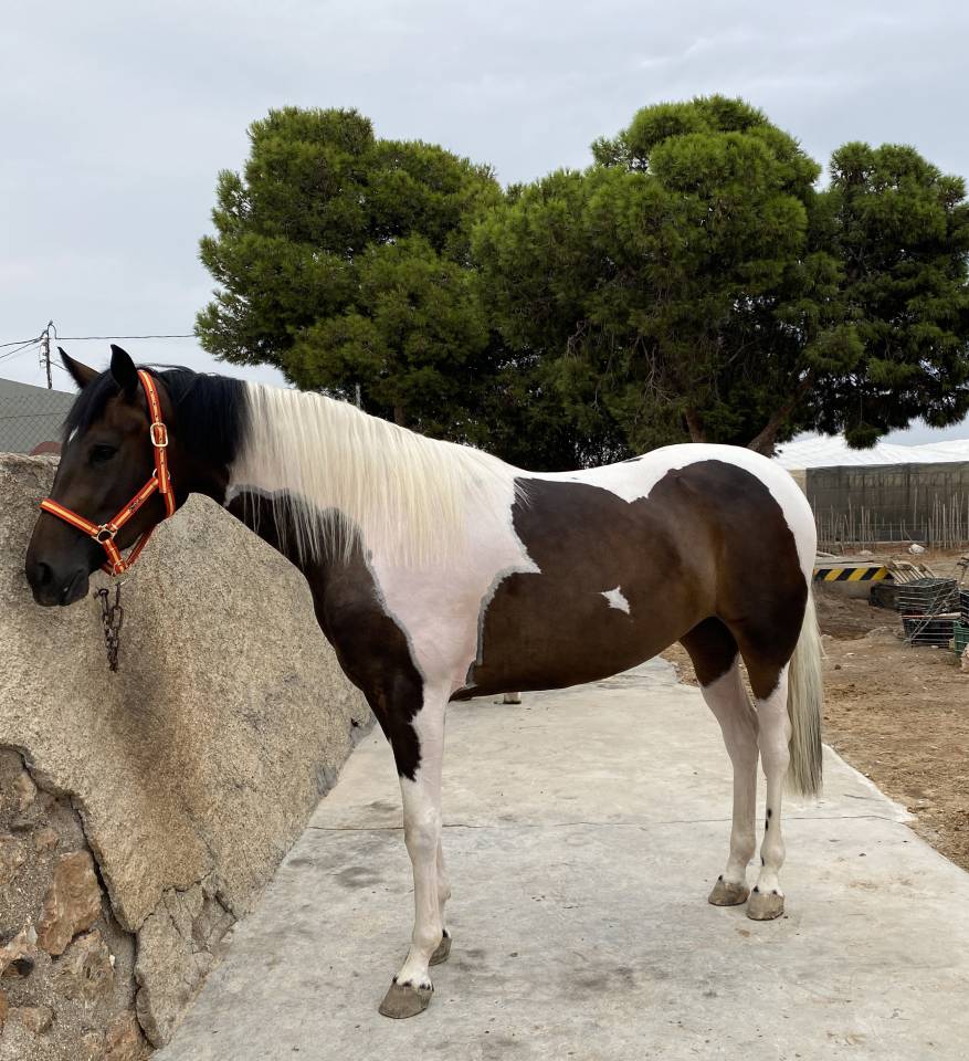 POTRA CDE PIA (CHEROKI &ndash; SANCISCO/SANDRO HI