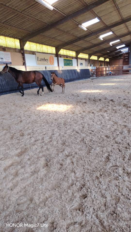 Potranca Silla Franc&eacute;s En venta 2026 Bayo moreno por Uncognito bois margot