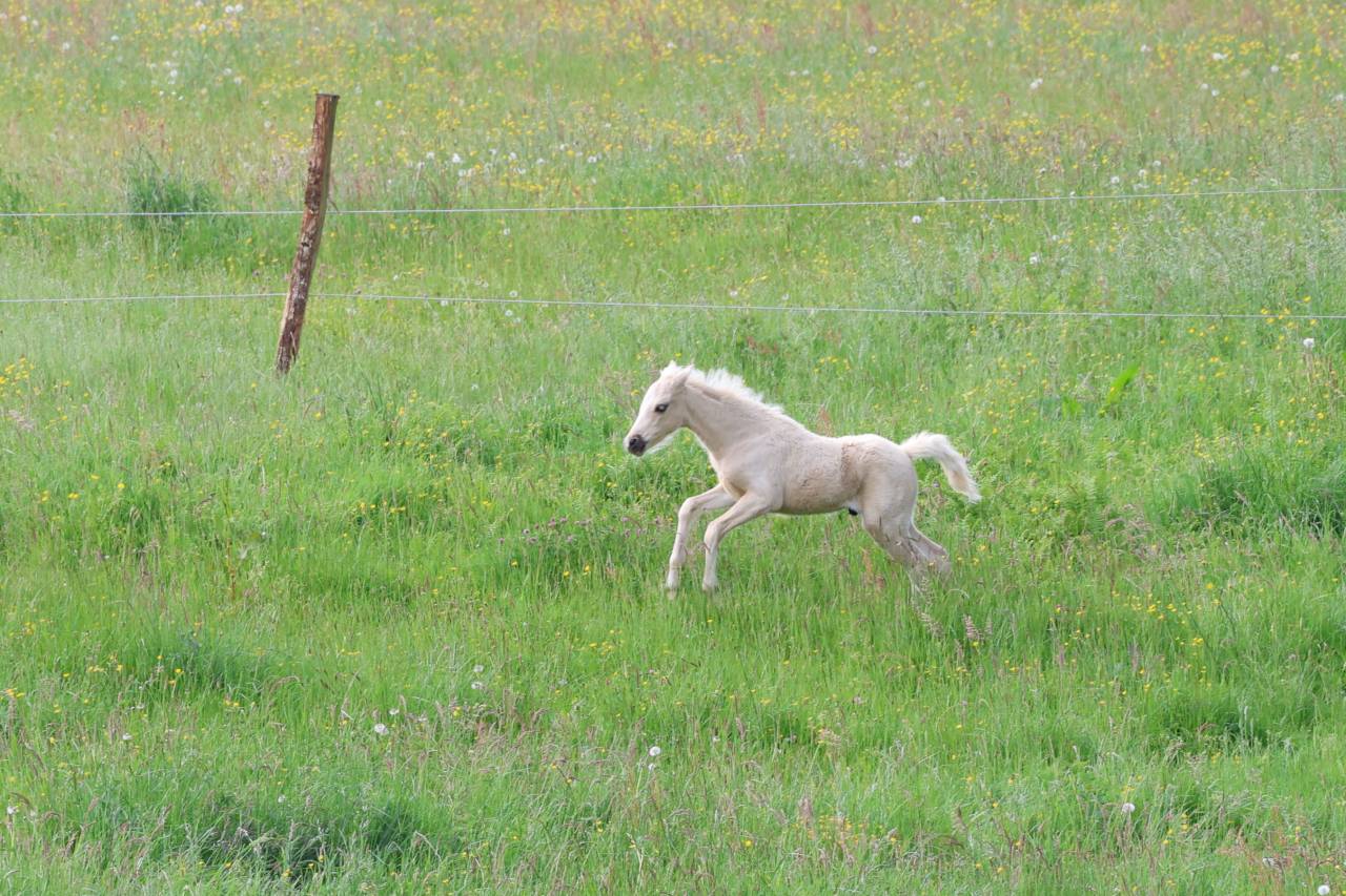 Potro Welsh Poni (Secci&oacute;n B) En venta 2026 Palomino por WAXWING ORATOR
