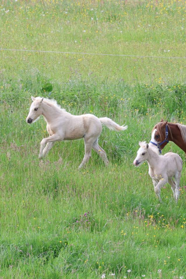 Potro Welsh Poni (Secci&oacute;n B) En venta 2026 Palomino por WAXWING ORATOR
