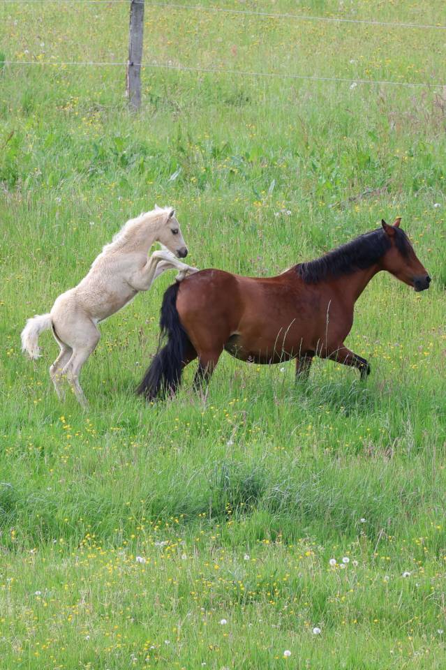 Potro Welsh Poni (Secci&oacute;n B) En venta 2026 Palomino por WAXWING ORATOR