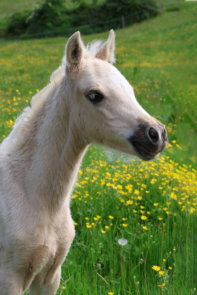 Potro Welsh Poni (Secci&oacute;n B) En venta 2026 Palomino por WAXWING ORATOR
