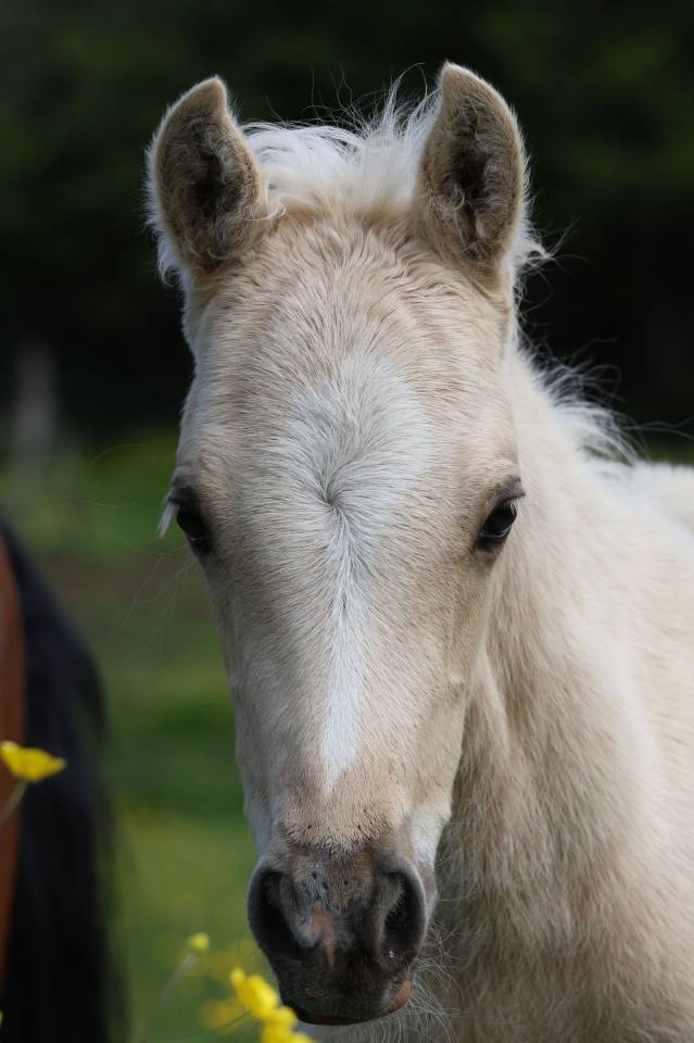 Potro Welsh Poni (Secci&oacute;n B) En venta 2026 Palomino por WAXWING ORATOR