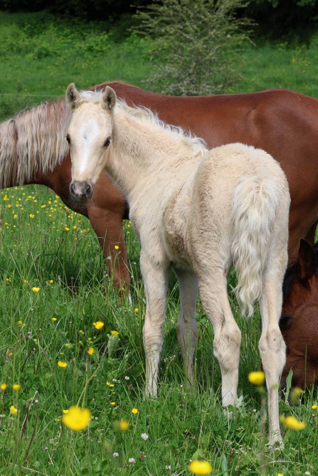 Potro Welsh Poni (Secci&oacute;n B) En venta 2026 Palomino por WAXWING ORATOR