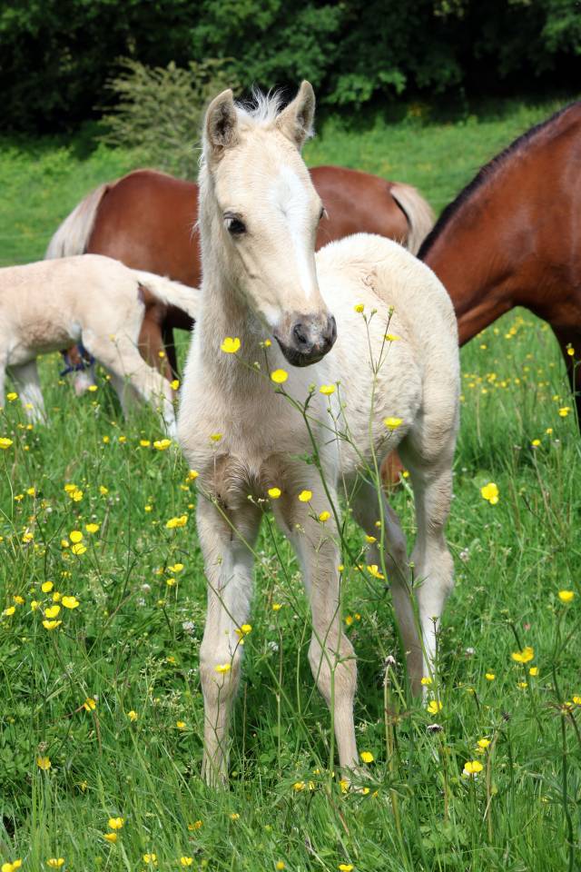 Potro Welsh Poni (Secci&oacute;n B) En venta 2026 Palomino por WAXWING ORATOR