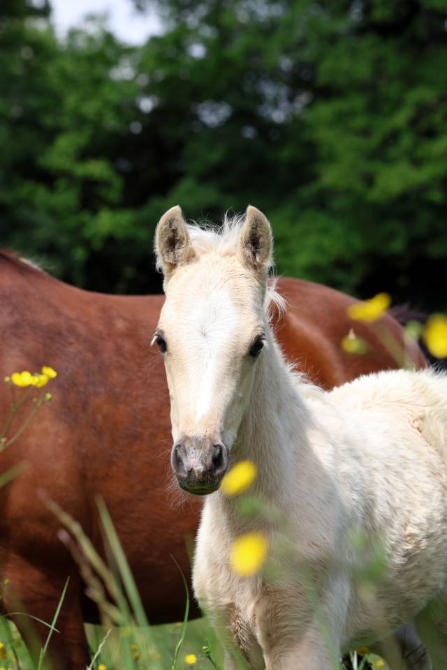 Potro Welsh Poni (Secci&oacute;n B) En venta 2026 Palomino por WAXWING ORATOR