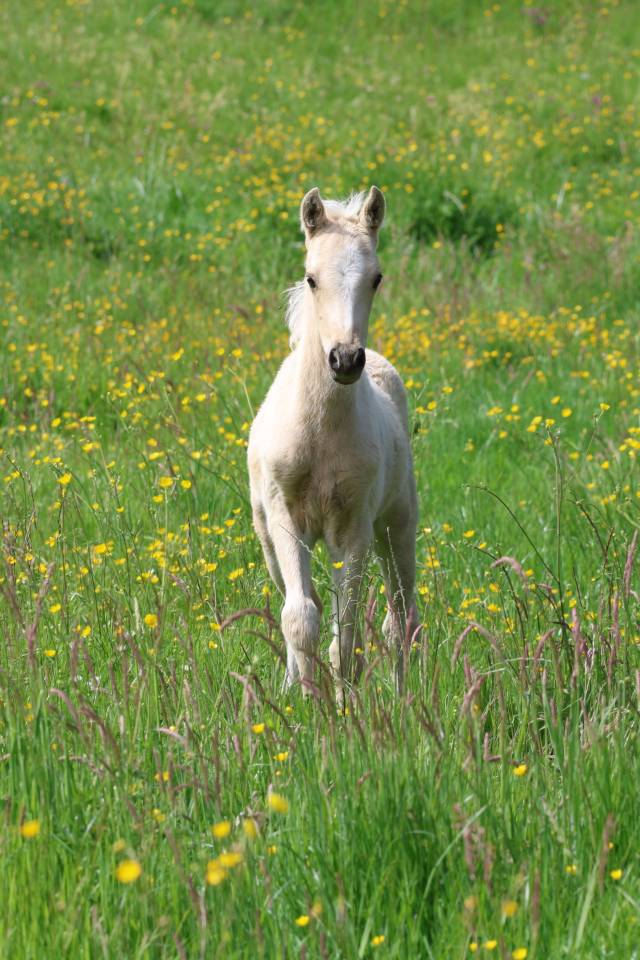 Potro Welsh Poni (Secci&oacute;n B) En venta 2026 Palomino por WAXWING ORATOR