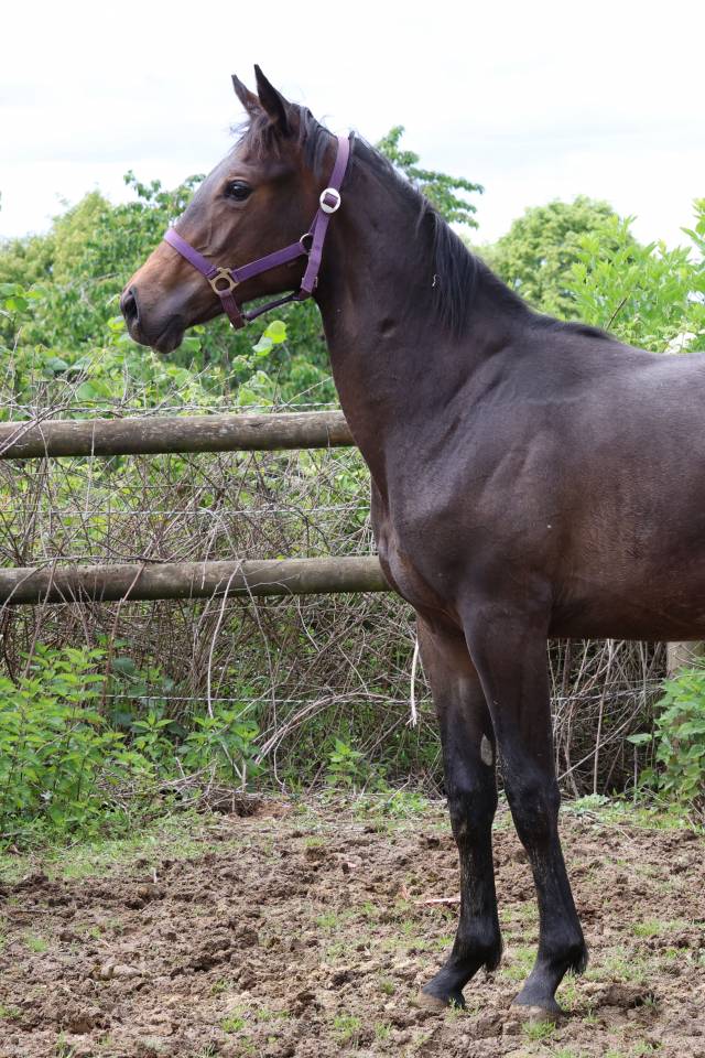 Potranca Silla Franc&eacute;s En venta 2025 Bayo moreno por Argento
